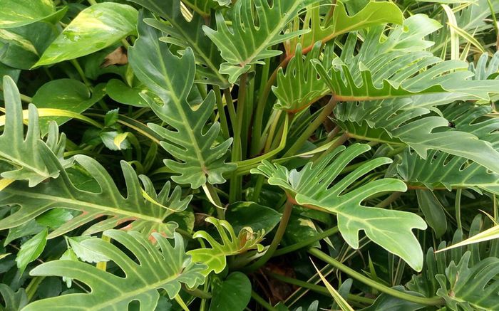 Uniknya Tanaman Philodendron, Daunnya Berlubang Secara Alami, lo! - Bobo