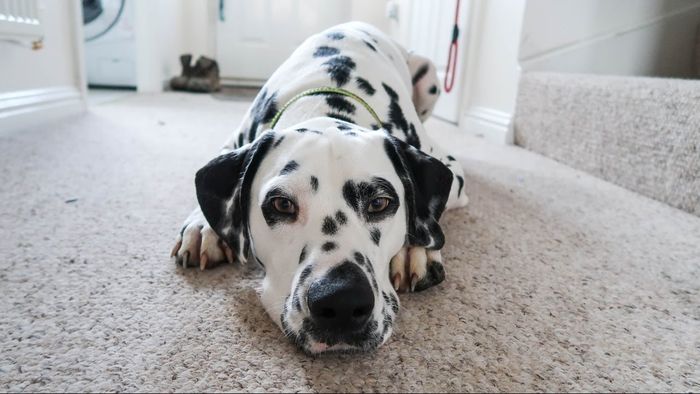 Hewan Nasional Dari Berbagai Negara Di Dunia Dari Indonesia Apa