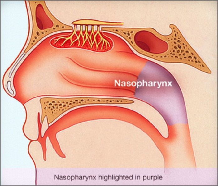 Ilustrasi letak bagian nasofaring