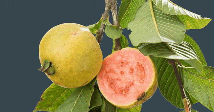 Jambu Biji