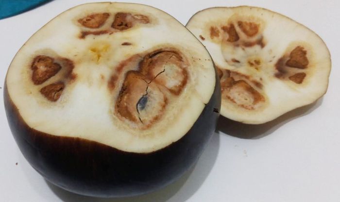Fakta Unik Buah Lontar, Membantu Kita Melawan Bakteri di Mulut Bobo