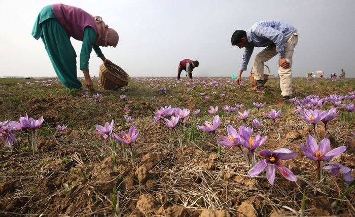 Ladang saffron dari bunga crocus sativus linneaus.