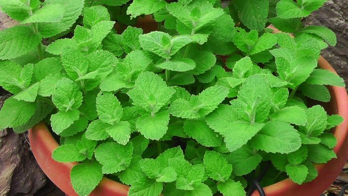 Daun Mint