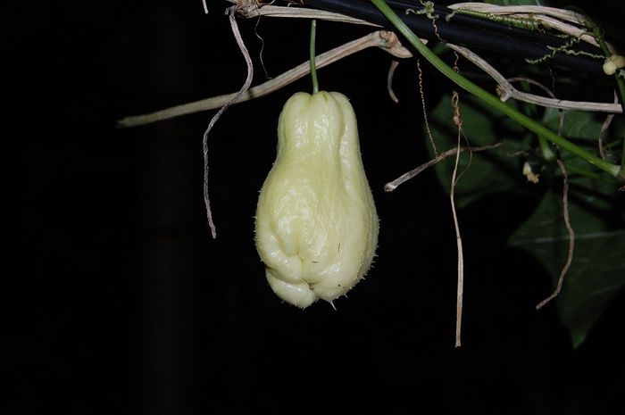 Seperti Jeruk, Labu juga Punya Banyak Jenis, lo! Ini Dia Jenisnya Bobo