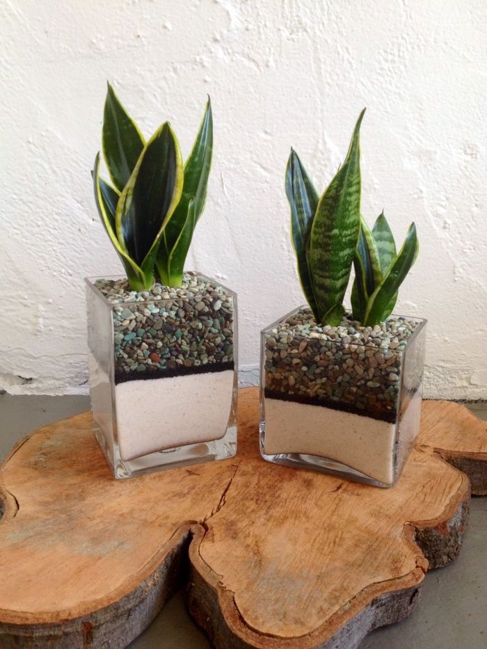 Wadah Lidah Mertua Mini Ini Jadi Solusi Bikin Taman Di Area Terbatas Semua Halaman Idea