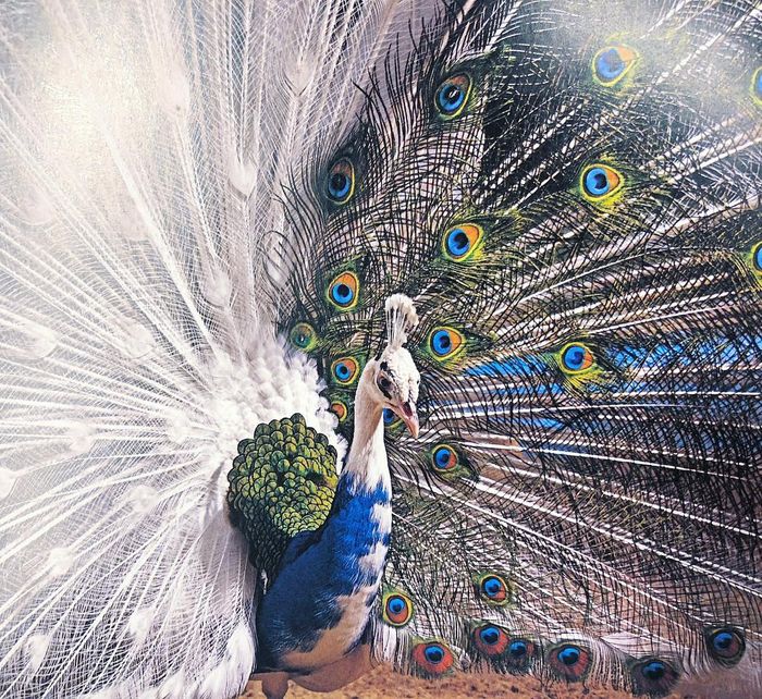 550 Tebak Gambar Burung Merak Sepeda Gratis