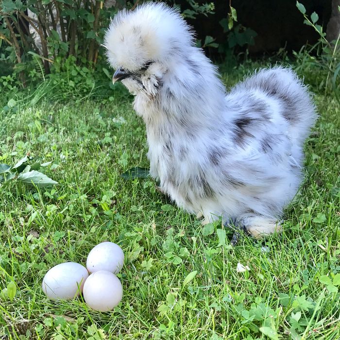 550 Tebak Gambar Burung Merak Sepeda Gratis