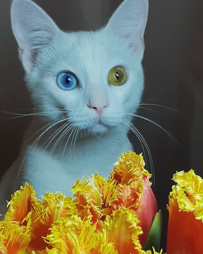 10 Hewan Ini Punya Keunikan Yang Bikin Mereka Terlihat Istimewa