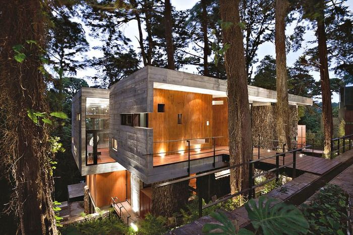 Menyatukan Pohon dengan Desain Rumah, Perhatikan 3 Hal Penting Ini