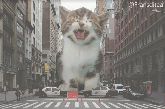 Kumpulan Hewan Hewan Lucu & Unik Kucing Diedit Lucu