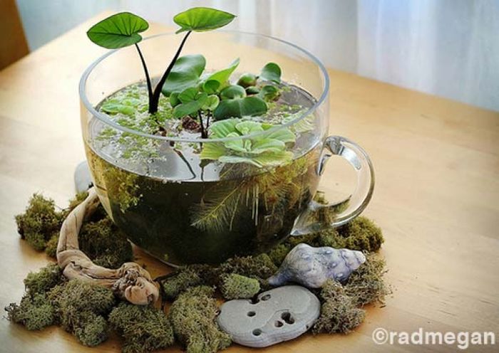 8 Inspirasi Untuk Buat Taman Mini Dalam Rumah Mudah Dan Murah - Semua Halaman - Idea