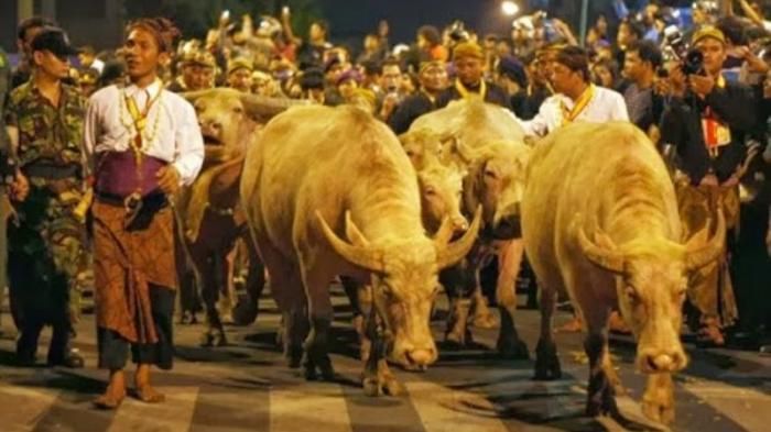 Kirab Kebo Bule di Keraton Kasunanan Surakarta