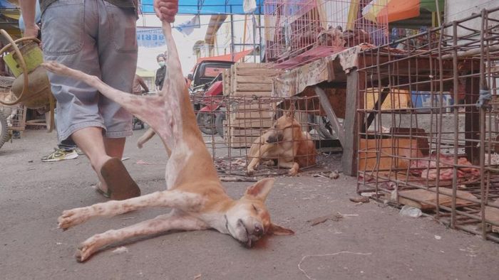 Foto Foto Memilukan Penjualan Daging Kucing Dan Anjing Di