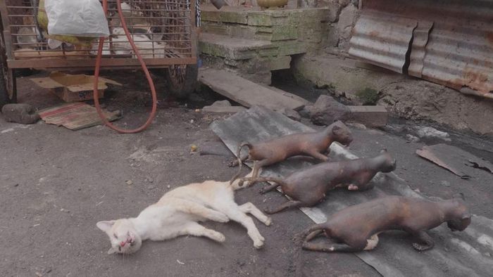 Foto Foto Memilukan Penjualan Daging Kucing Dan Anjing Di