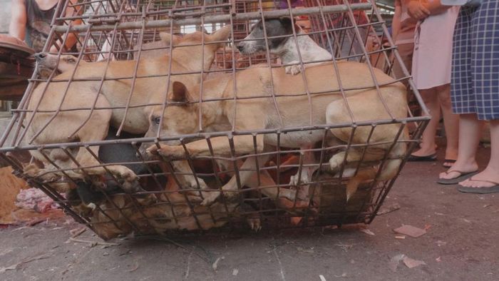 Foto Foto Memilukan Penjualan Daging Kucing Dan Anjing Di