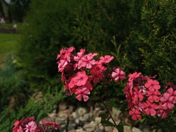 
Hasil jepretan kamera Xiaomi Redmi 6 