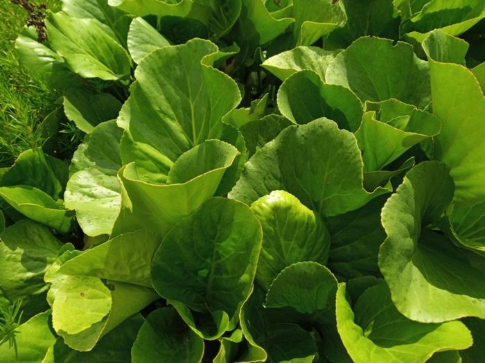 
Hasil jepretan kamera Xiaomi Redmi 6 