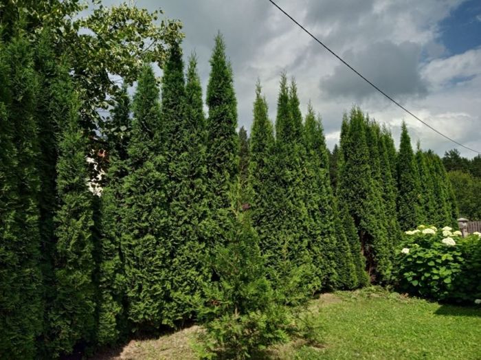 
Hasil jepretan kamera Xiaomi Redmi 6 