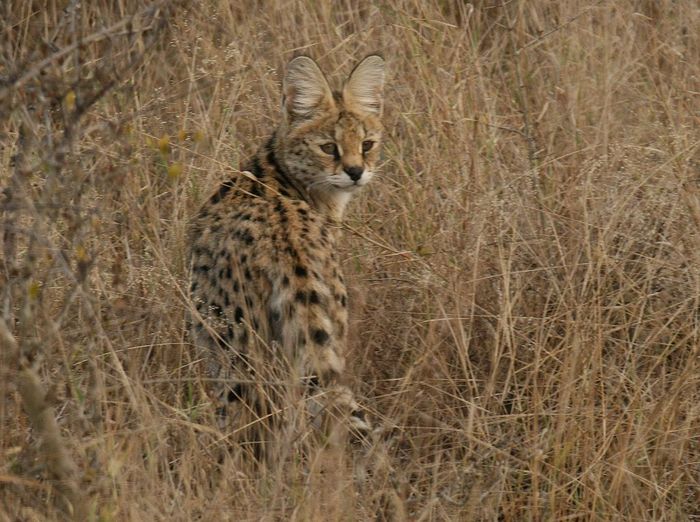 Pernah Lihat Kucing Besar seperti Lynx dan Ocelot? Ini Ciricirinya Bobo