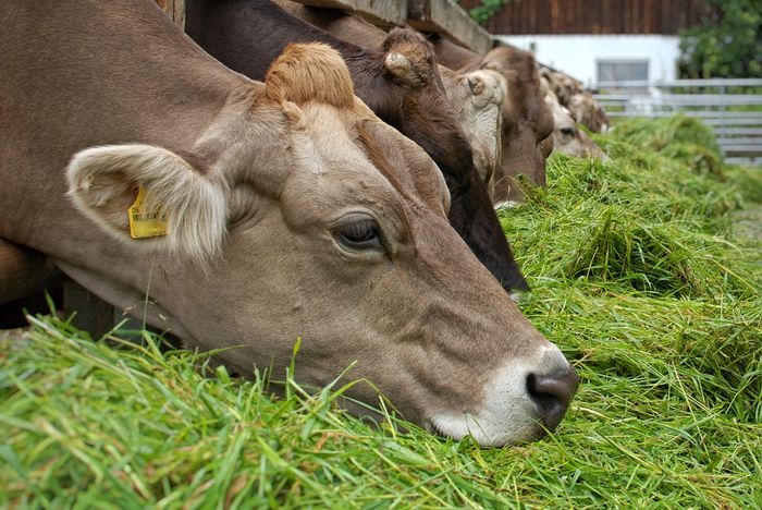 Manusia Bisa Makan Sayur, Bisakah Manusia Makan Rumput Seperti Mamalia