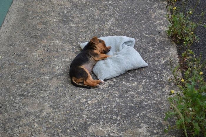 10 Foto Hewan Lagi Tidur Ini Bikin Kita Gagal Fokus Ngakak