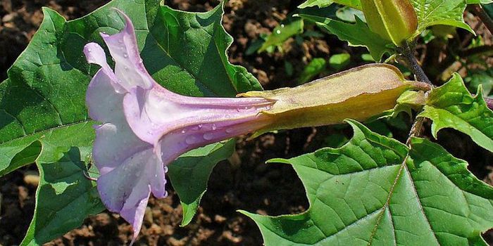 Datura Stramonium