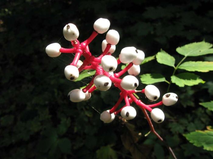 Actaea Pachypoda atau Mata Boneka