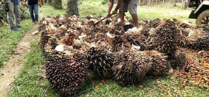 Kelapa sawit siap di jual ke pabrik-pabrik dan seperti diketahui kelapa sawit sebagai hasil produk u