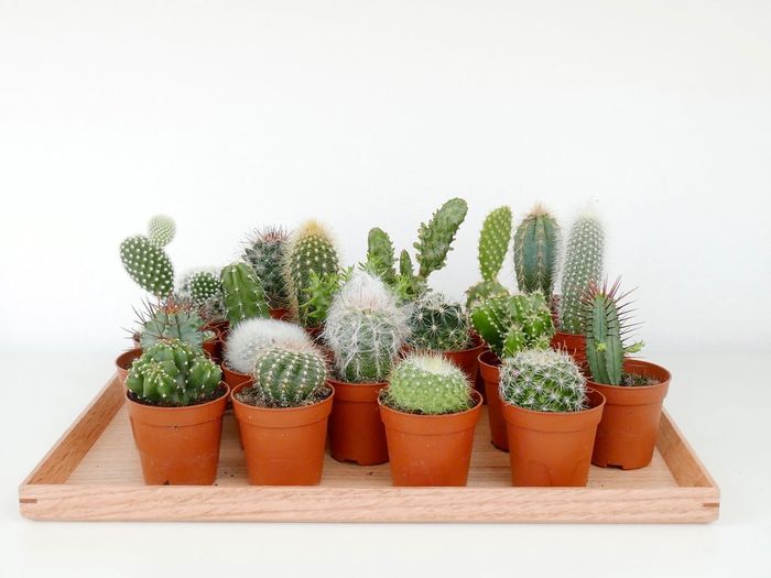 Tak Sekedar Tanaman Hias Kaktus Ternyata Bisa Kita Makan Loh Semua Halaman Idea