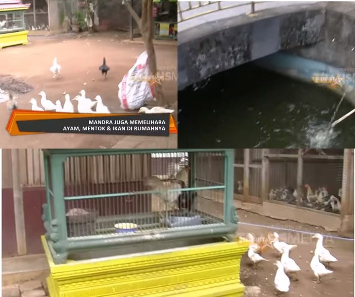 Kolam ayam, enthok, dan ikan Mandra