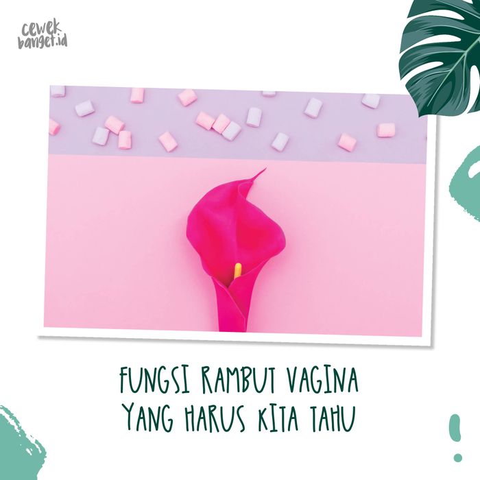 5 Fakta Enggak Terduga Tentang Rambut Vagina Kamu Sudah Tahu Semua Halaman Cewekbanget 5 Fakta Enggak Terduga Tentang Rambut Vagina Kamu Sudah Tahu Semua Halaman Cewekbanget