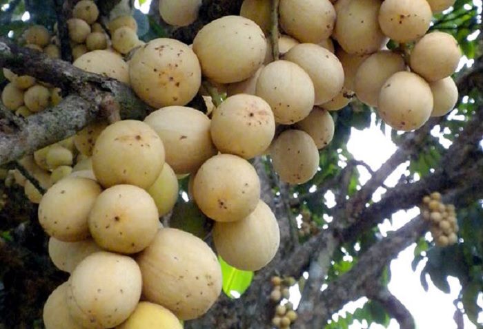 5 manfaat luar biasa duku.