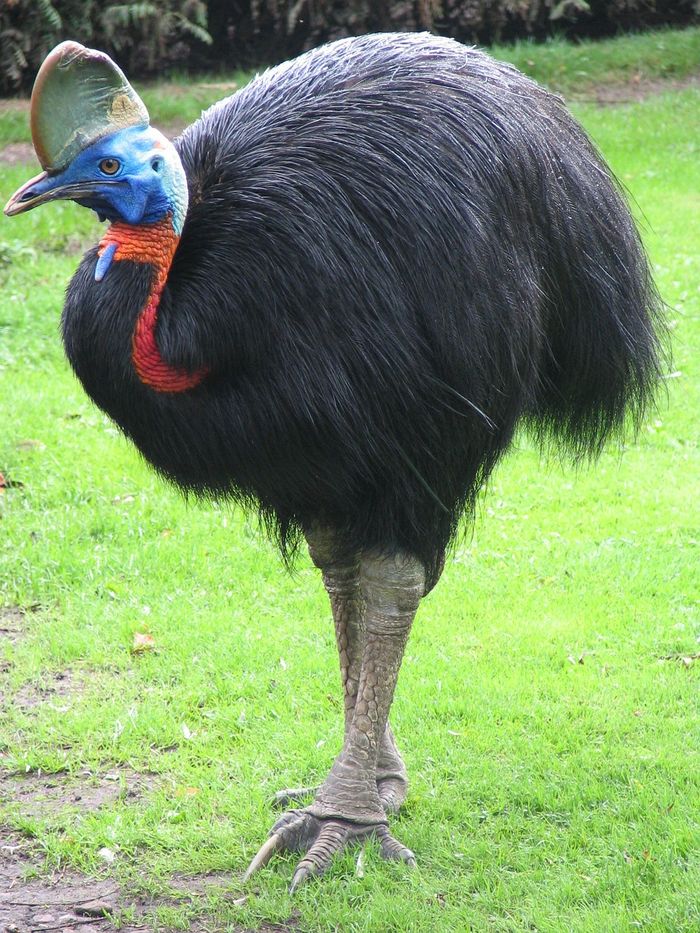 Kasuari