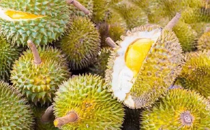 Ilustrasi durian.