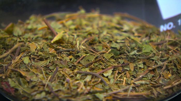 Ibunya Rutin Minum Teh Kratom Saat Hamil, Bayi Ini ...