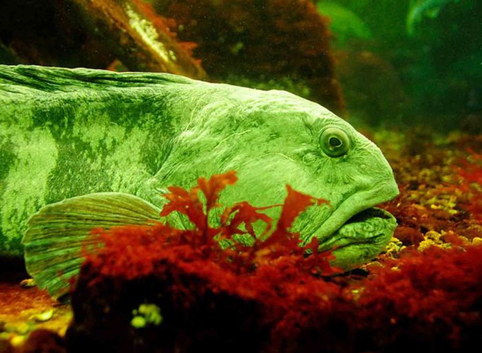 5 Ikan  yang Namanya Sama dengan Hewan Darat Apa Saja Bobo