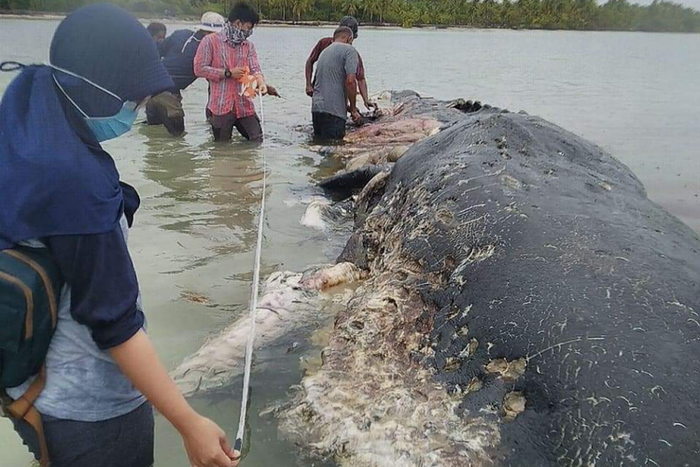 Hewan Apa Saja yang Terkena Dampak Sampah Plastik di Lautan? Bobo