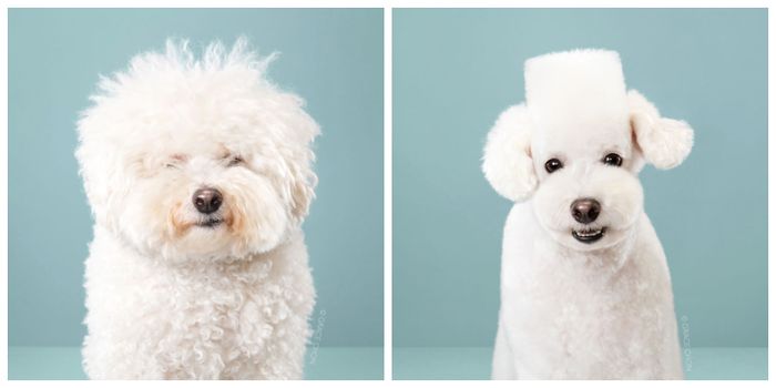 Nggak Cuma Manusia 7 Anjing Ini Jadi Tambah Cakep Usai Nggak Cuma Manusia 7 Anjing Ini Jadi Tambah Cakep Usai