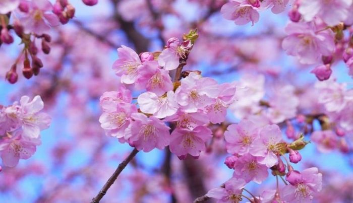 5500 Koleksi Gambar Kolase Bunga Sakura Terbaik 5500 Koleksi Gambar Kolase Bunga Sakura Terbaik