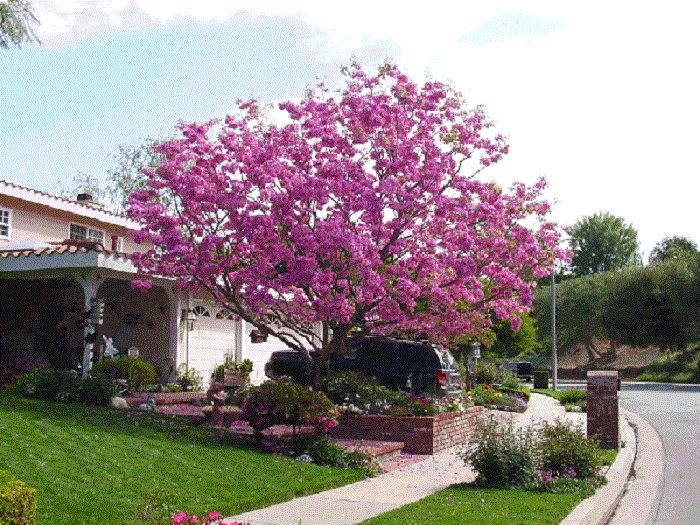  Bunga  Sakura  Ala Surabaya  Ini Bisa Jadi Tanaman Hias di  