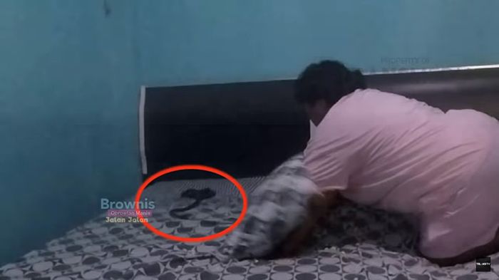 Mala menemukan ular di bawah bantal <a href='https://palembang.tribunnews.com/tag/suzanna' title='Suzanna'>Suzanna</a>