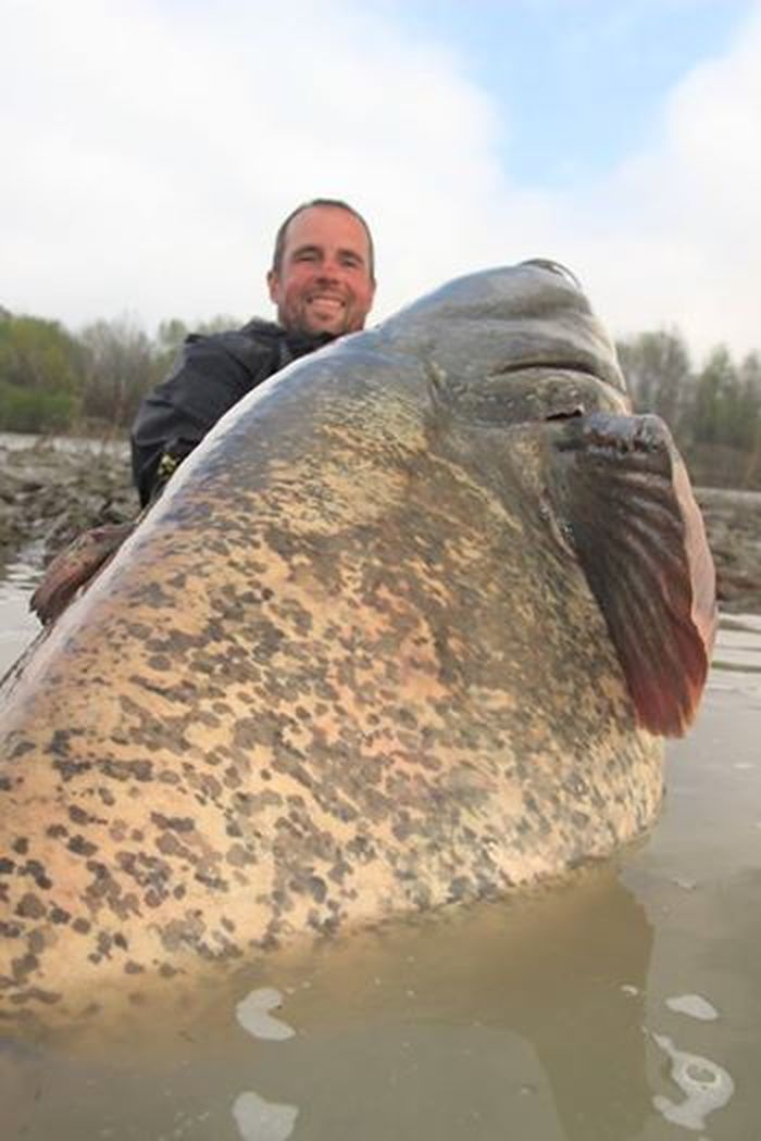 Большая большая рыба большая рыба огромная. Giant Catfish. Огромная рыба. Крупная рыба. Гигантские рыбы.