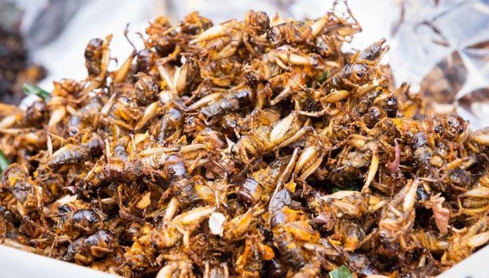Makan Jangkrik Ternyata Sangat Bagus Untuk Kesehatan Usus Kita