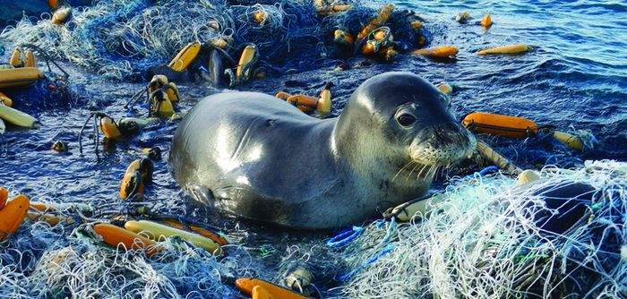 Hewan Apa Saja yang Terkena Dampak Sampah Plastik di Lautan? Bobo