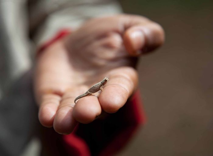ReptilReptil Terkecil di Dunia, Ada Ular yang Hanya Sebesar Spaghetti