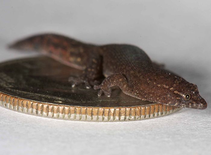 ReptilReptil Terkecil di Dunia, Ada Ular yang Hanya Sebesar Spaghetti