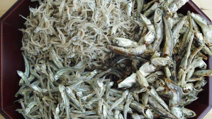 Ikan teri