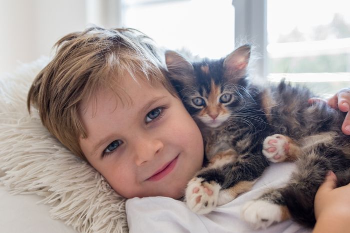 7 Hal yang Hanya Dimengerti Pemilik Kucing, Bagaimana dengan Kamu