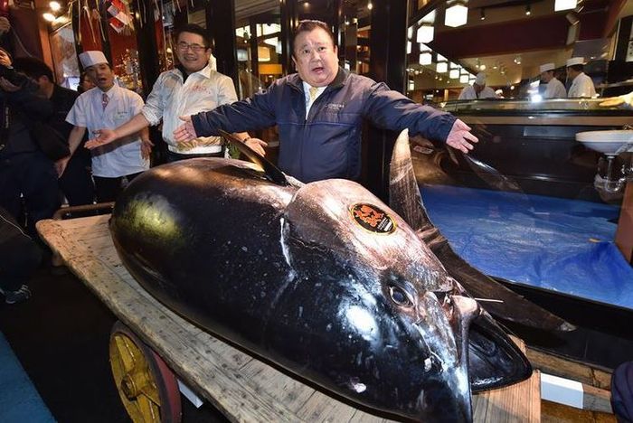 Fantastis! Ikan Tuna Ini Terjual Rp 43 Miliar, Ini Dia Sosok Pembelinya
