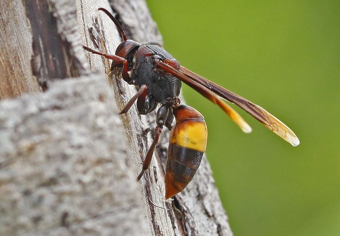 Tawon Vespa affinis atau disebut tawon endhas oleh warga lokal